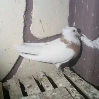 کفتر|پرنده|باسمنج, |دیوار