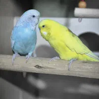 فروش جفت دورگ مرغ عشق انگلیسی|پرنده|خمینی‌شهر, |دیوار