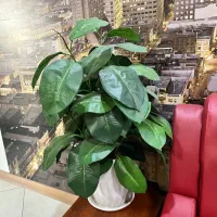 درخچه مصنوعی|گل مصنوعی|کرج, فاز ۱ مهرشهر|دیوار