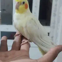 عروس هلندی لوتینو