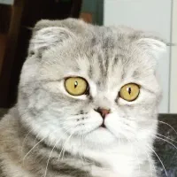 فروش گربه اصیل اسکاتیش ماده|گربه|پردیس, فاز ۱۱|دیوار