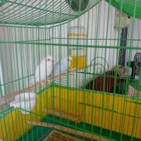 مرغ عشق با قفس قیمت مناسب