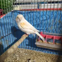 قناری ماده موزایکی آماده آماده|پرنده|شیراز, سیاه سنگ|دیوار