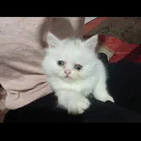 گربه پرشین سفید|گربه|گنبد کاووس, |دیوار