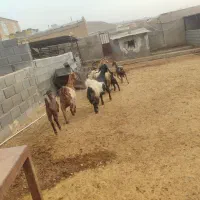 فروش بز کهره دار درجه یک جوان|حیوانات مزرعه|پاسارگاد, |دیوار