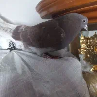 کبوتر آغ قویروخ