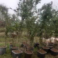 فروش گل و گیاه