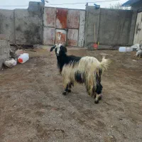 بزجوان|حیوانات مزرعه|مشگین شهر, |دیوار