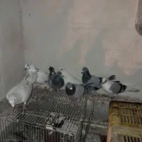 ۷ عدد مسافتی جفت