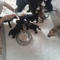 توله پیتبول|سگ|نوشهر, |دیوار