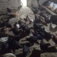 جوجه 5ماه با مرغ خروس