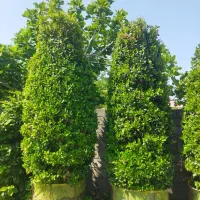 یاس هلندی غول پیکر