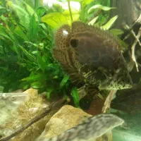 گورامی برگی|ماهی|رشت, اسماعیل آباد|دیوار