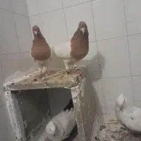 کبوتر|پرنده|بروجرد, |دیوار
