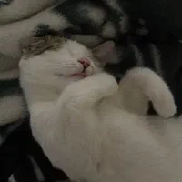 گربه واگذاری