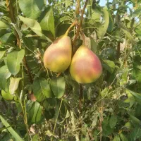 نهال و نهالستان شناسه دار گیلاسی|خدمات باغبانی و درختکاری|چناران, |دیوار