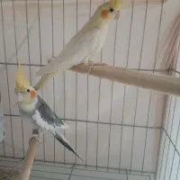 عروس هلندی نرو ماده ۲ تومان