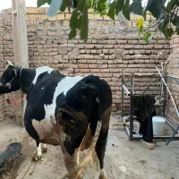 گاو ۸ماه آبستن سیمیتال|حیوانات مزرعه|کوهدشت, |دیوار