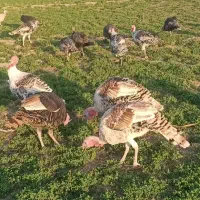 بوقلمون چاق و سرحال