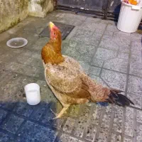 یک عدد مرغ نیمه لاری درشت و سر و کله دار