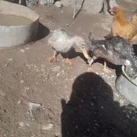 دو عدد اردک بفروش میرسد