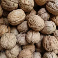 گردوی خشک کاغذی و مغز سفید روغنی