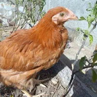 تاقچه مرغ پنج ونیم ماهه