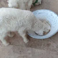 گوسفند نروماده|حیوانات مزرعه|کارون, |دیوار