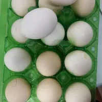 تخم مرغ نطفه دار ریشی گلین چهل تاج