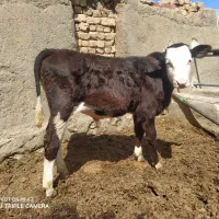 گوساله سمینتال نر