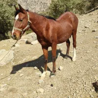 اسب نر دره شویی