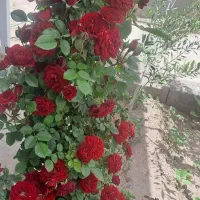 یک باب منزل مسکونی