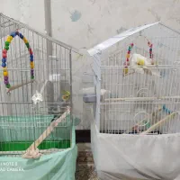 عروس هلندی سرحال وزییا|پرنده|فردیس, انبار نفت|دیوار