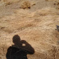 جاروشهرداری