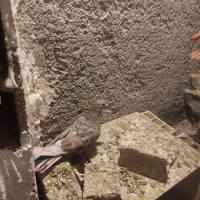 کبوتر سرور آتشی|پرنده|شهریار, شهرک وائین|دیوار