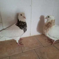 کبوتر|پرنده|نیشابور, منظر|دیوار