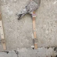 سار شکلاتی نر صید .شیروان