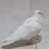 باخت رفتن|حیوانات|قم, علی آباد سعدگان|دیوار