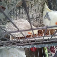 تعدادی عروس هلندی|پرنده|رشت, کوی غلام نیا|دیوار