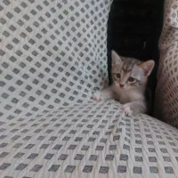 بچه گربه