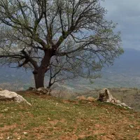 کارگر افغانی برای شهرستان