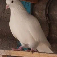 کبوتر پرشی|پرنده|ری, بیبی شهر بانو|دیوار