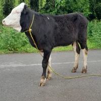 لیشه سیمینتال همون گوساله ماده گاو