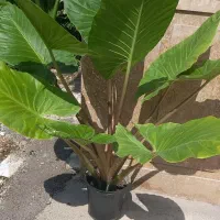 بابا ادم سبز و قرمز|گل و گیاه طبیعی|ماسال, |دیوار