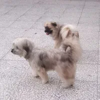 دو غلاده پد شیدزو یکی پوز میمونی|سگ|گتوند, |دیوار