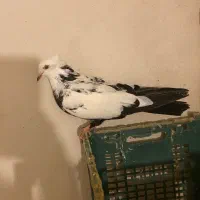 دوتا کفتر ساده و دمبی