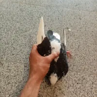 کبوتر یا کفتر نر تهرانی شازده 100 هزار