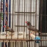 دو تا فنچ نر