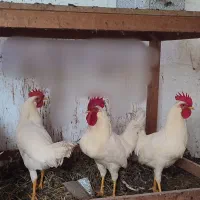فروش تعدادی خروس سفید