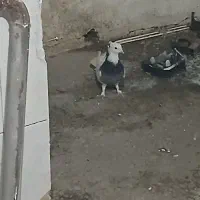 کبوتر گم شده در کوچه یگانه